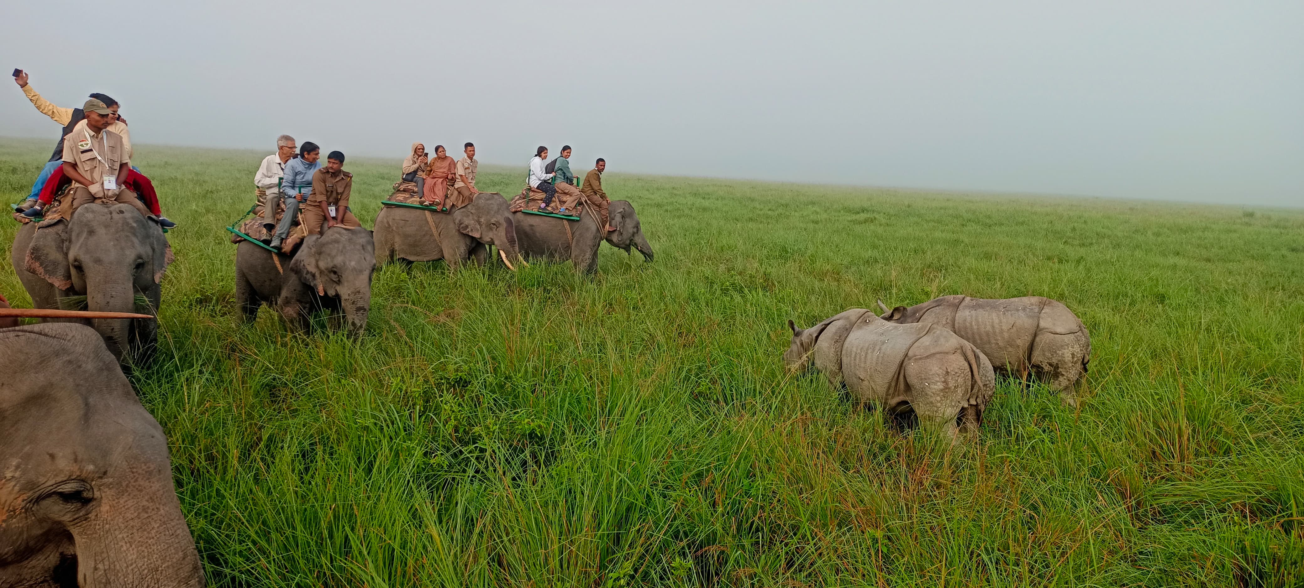 Kaziranga National Park