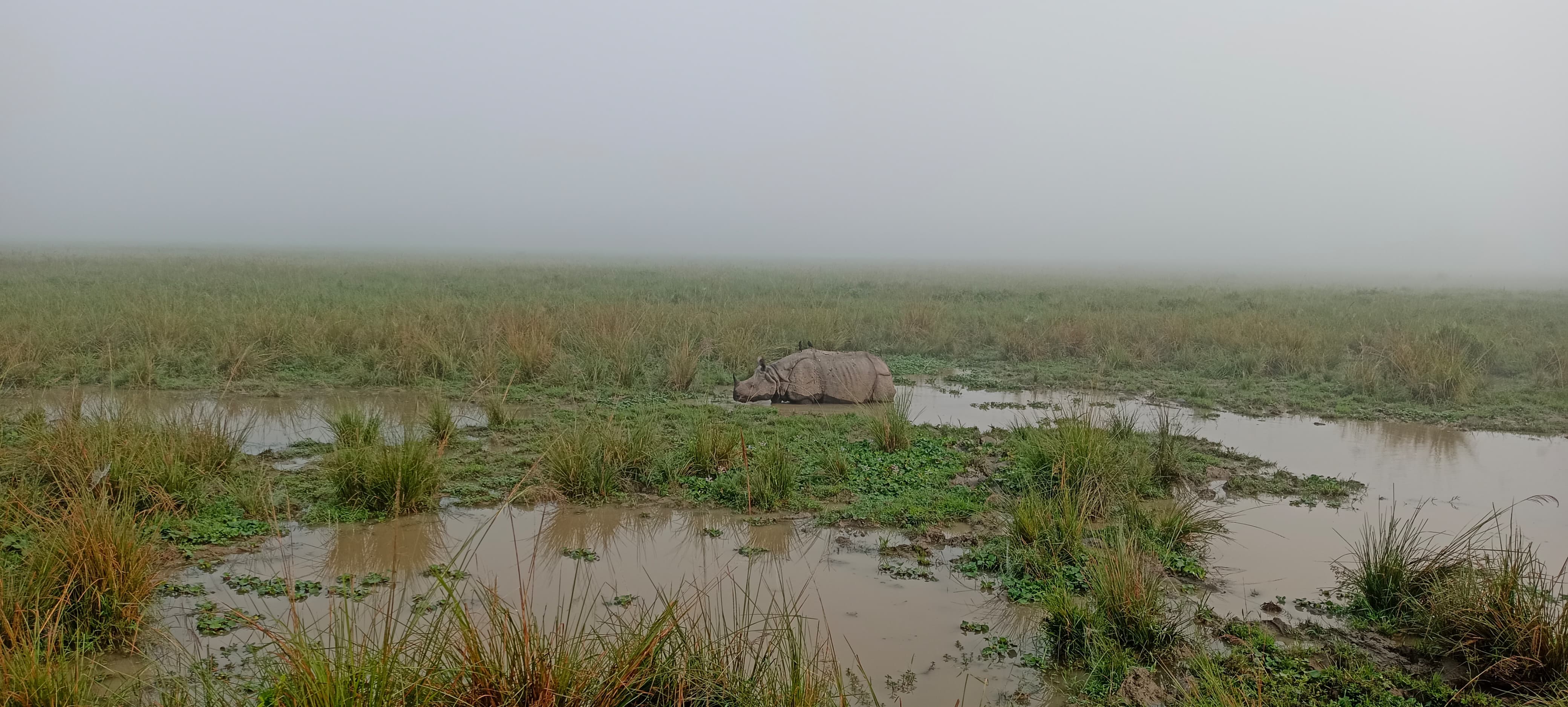 Kaziranga National Park