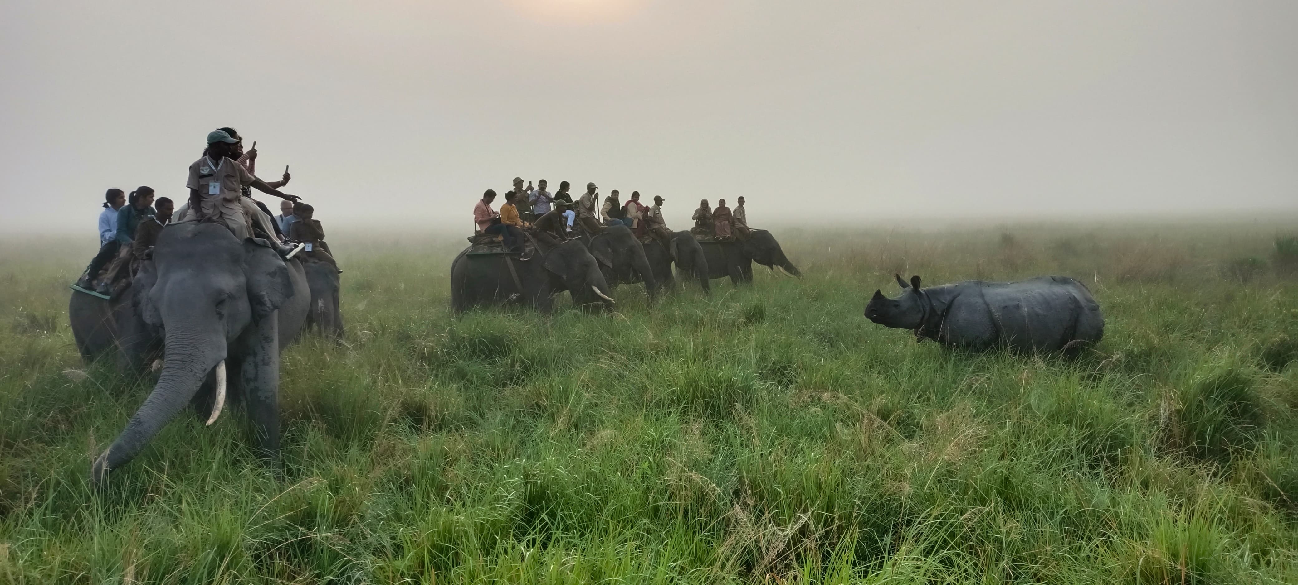 Kaziranga National Park