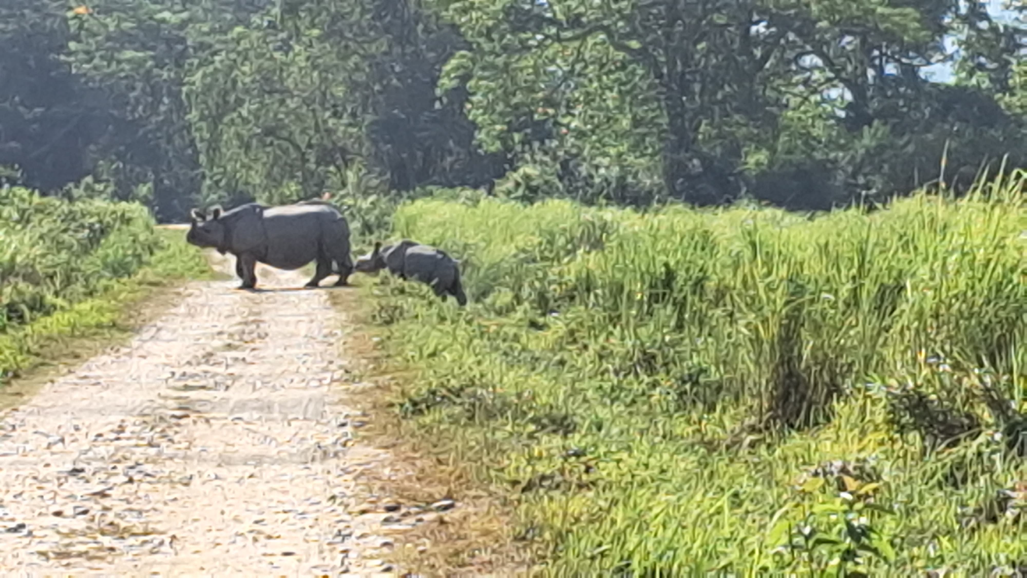 Kaziranga National Park