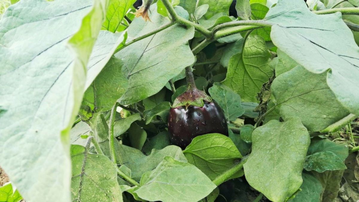 brinjal cultivation in gaya