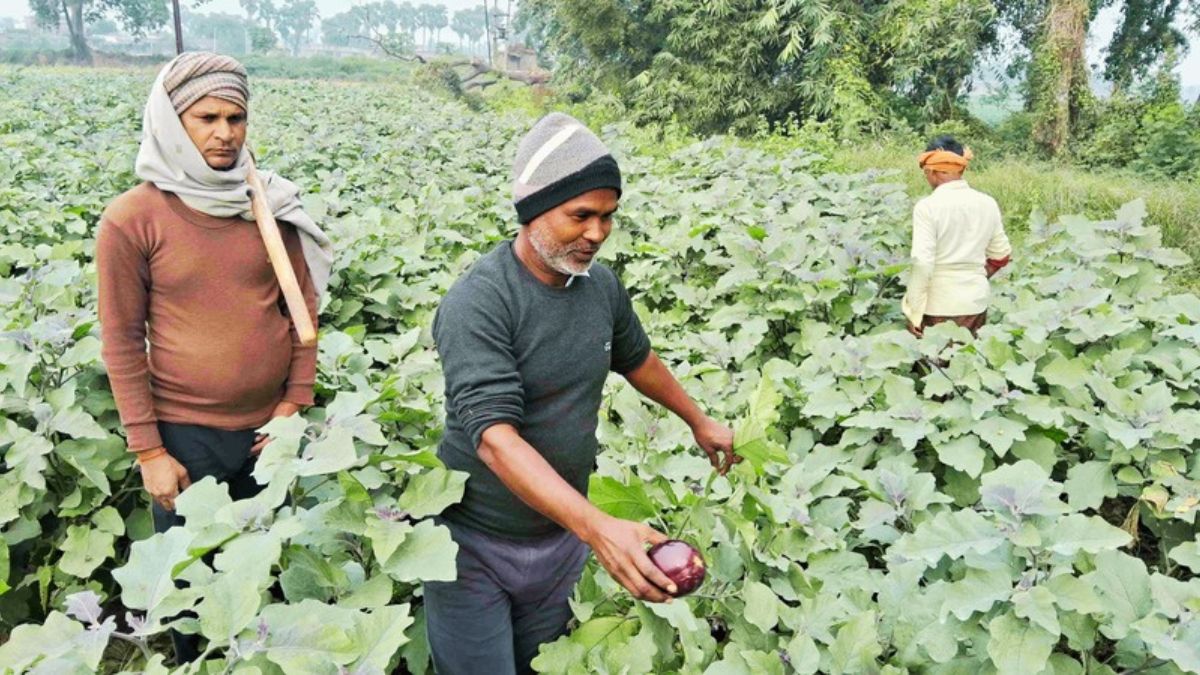 brinjal cultivation in gaya