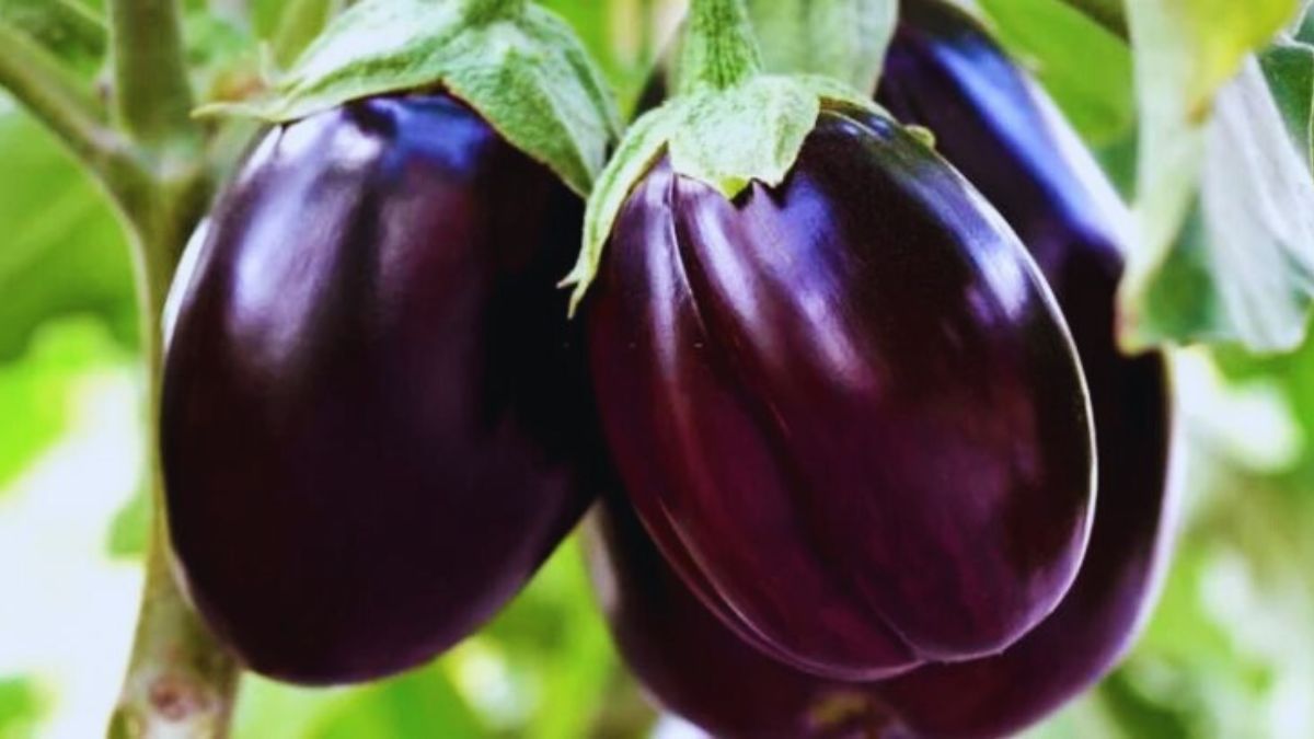 brinjal cultivation in gaya