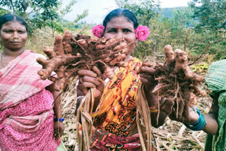 Turmeric farmers of Koraput