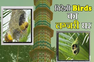 Panchkula Migratory Bird House