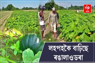 Bokakhat Farmers will be import pumpkins