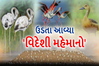 વિદેશી પક્ષીઓ બન્યા કચ્છના મહેમાન