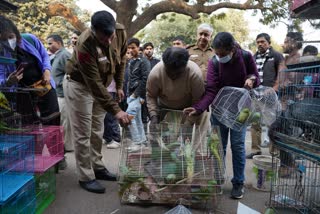 PETA इंडिया की शिकायत और अनुरोध पर कबूतर मार्केट में छापेमारी