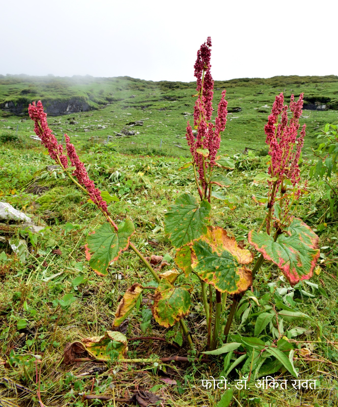 Archa, a divine medicine found in the Himalayas, is a boon for the stomach