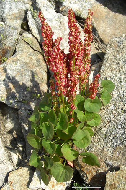 Archa, a divine medicine found in the Himalayas, is a boon for the stomach