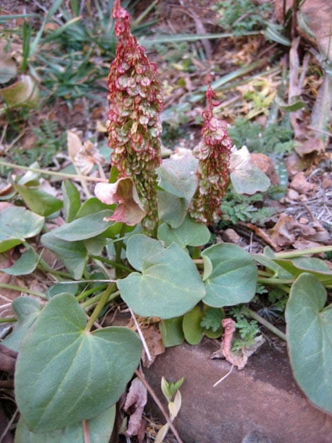 Archa, a divine medicine found in the Himalayas, is a boon for the stomach