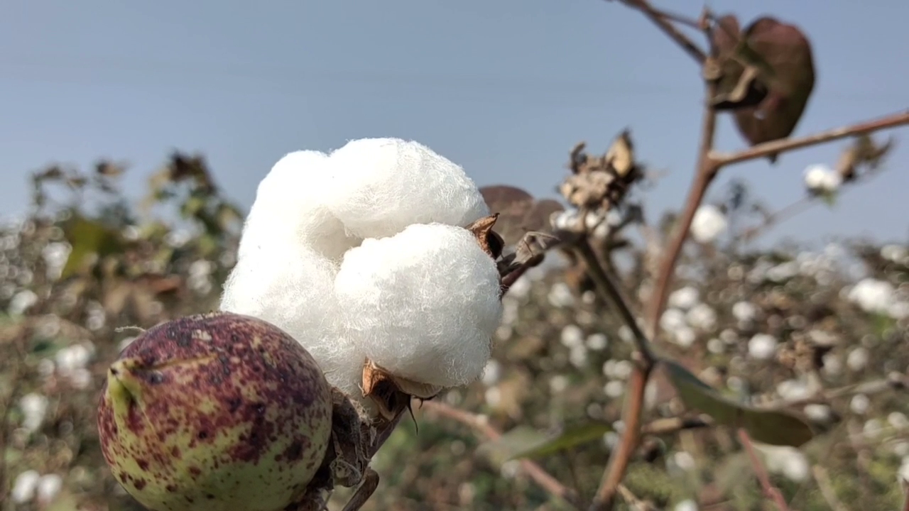 cotton crop sri gangangar, श्रीगंगानगर में कॉटन खरीद