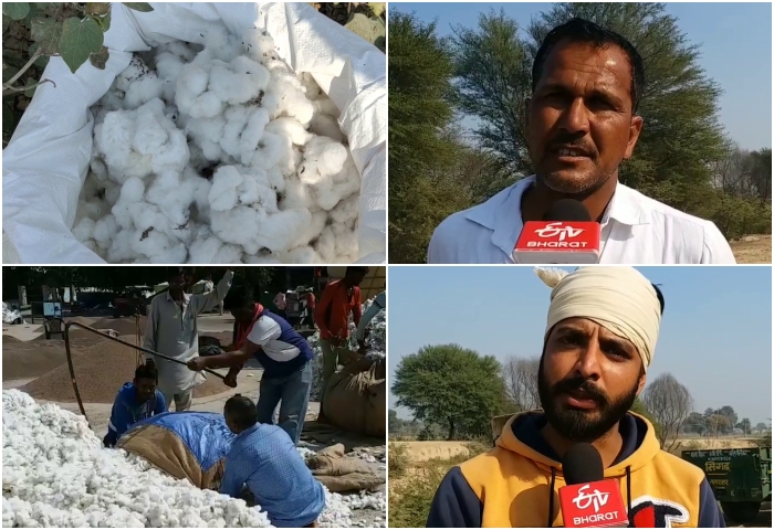 cotton crop sri gangangar, श्रीगंगानगर में कॉटन खरीद