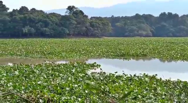 kaziranga national park authority ban fishing at potahi wetland