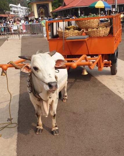 Bull cart rikshaw