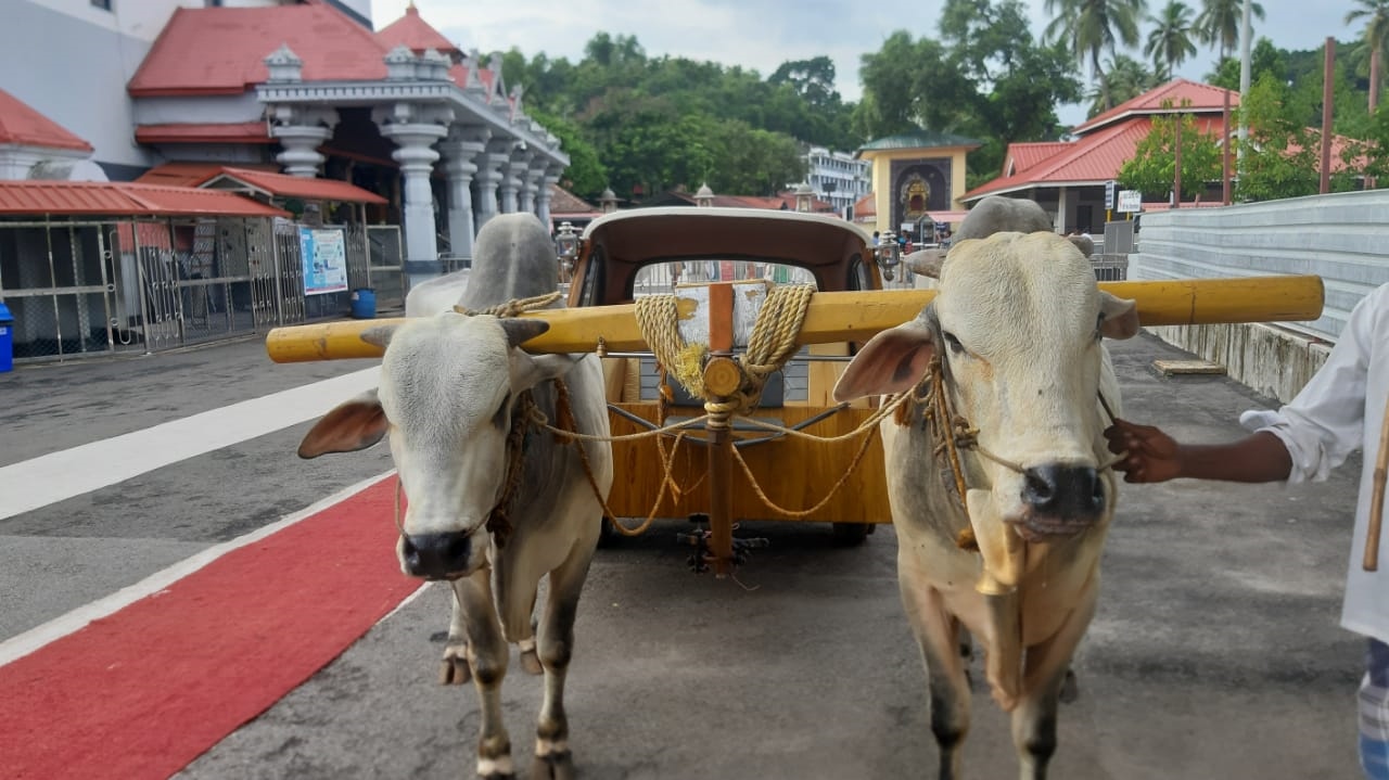 Bull cart rikshaw