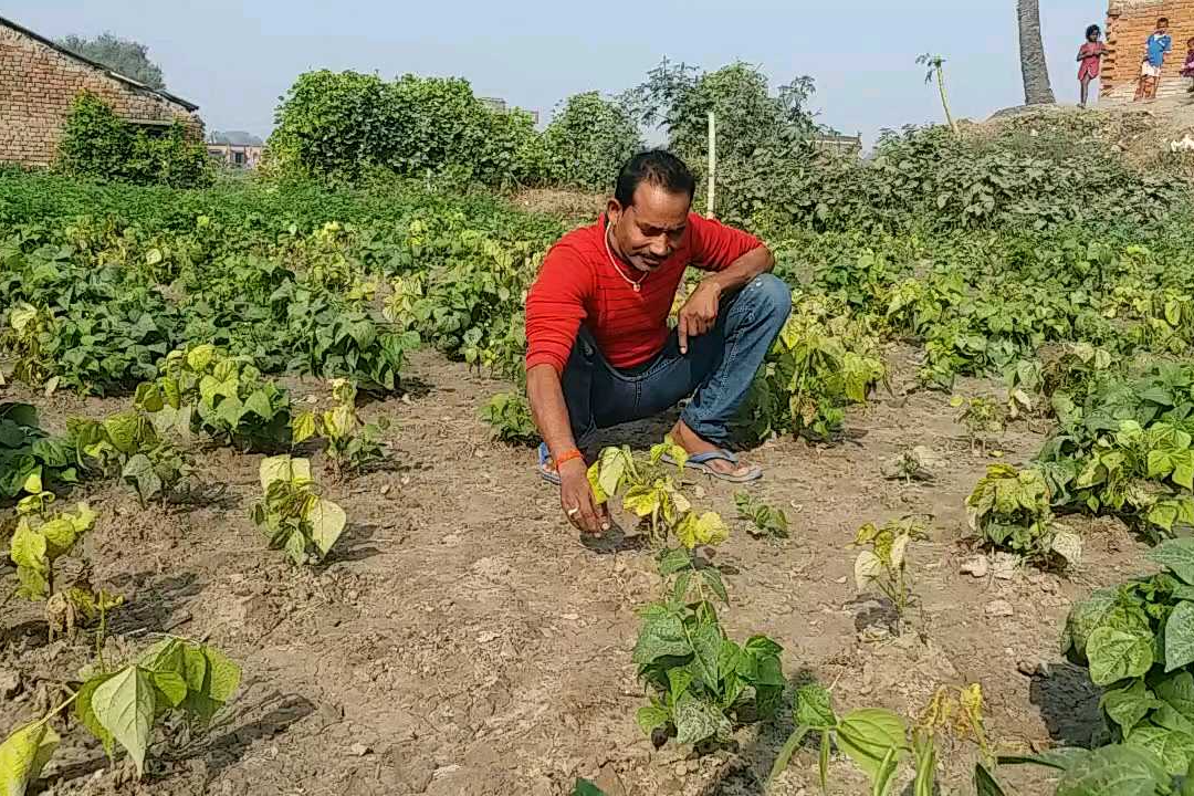 Vegetable farming waste in kaimur