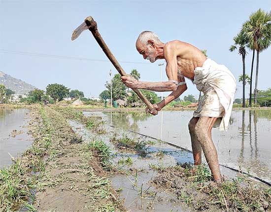 yadadri bhuvanagiri district farmer bodiya cultivates in his nineties