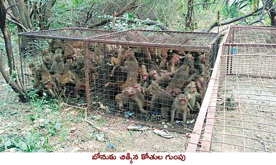 monkeys attacking on people in telangana