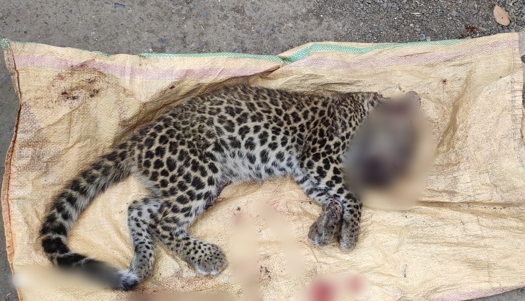 Leopard cub dies in collision with unknown vehicle in satara