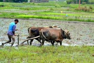 education-health-and-employment-work-in-chhattisgarh