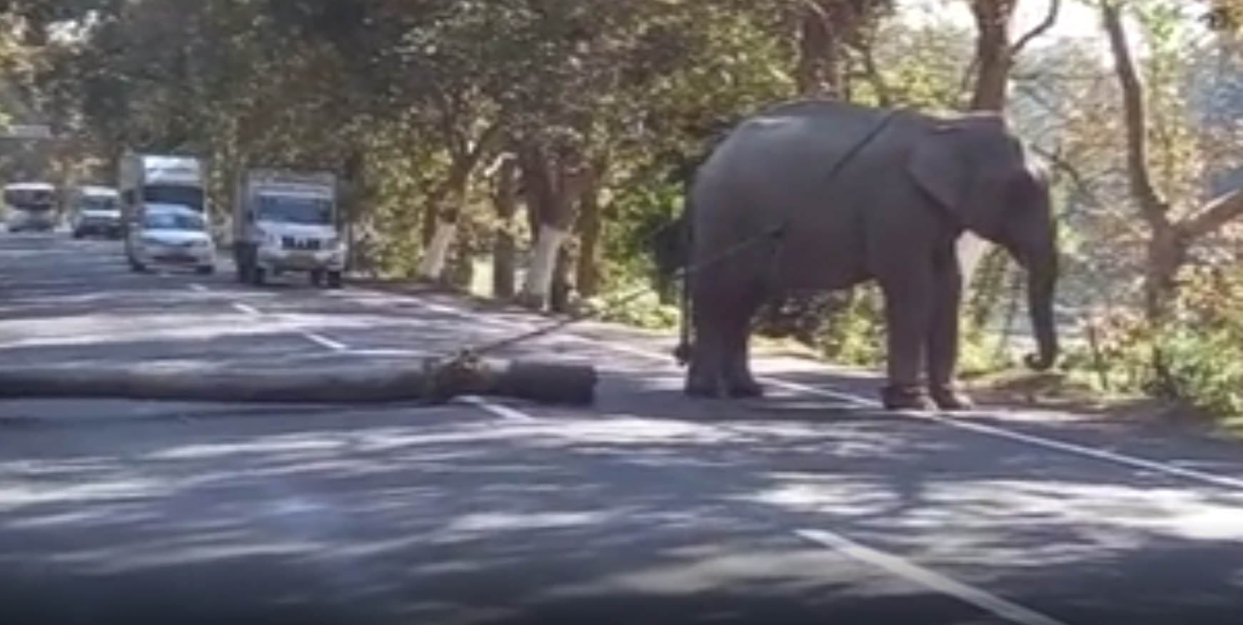 road-close-by-domestic-elephant