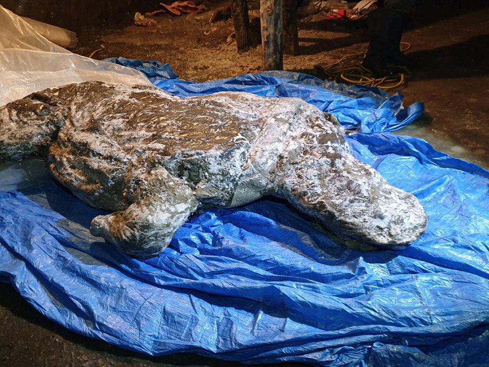 Well-preserved Ice Age woolly rhino found in Siberia