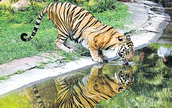 two tiger cubs finding in kagajnagar forests