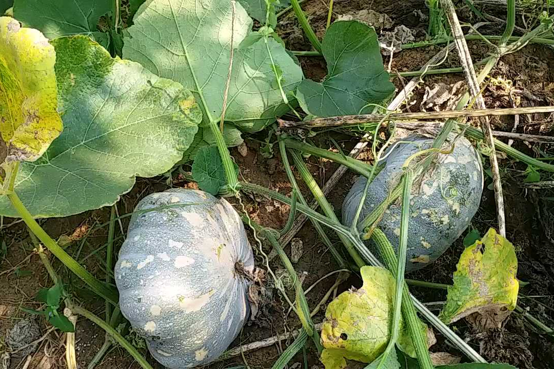 pumpkin cultivation