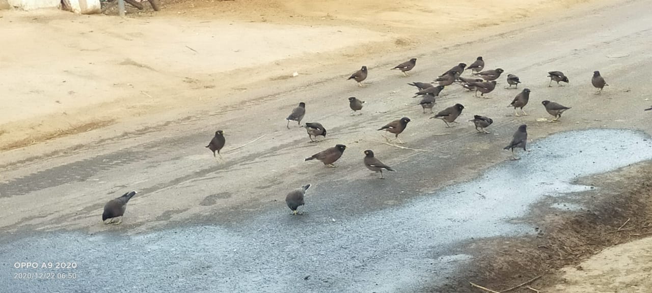 hotel-operators-feeding-birds-for-years