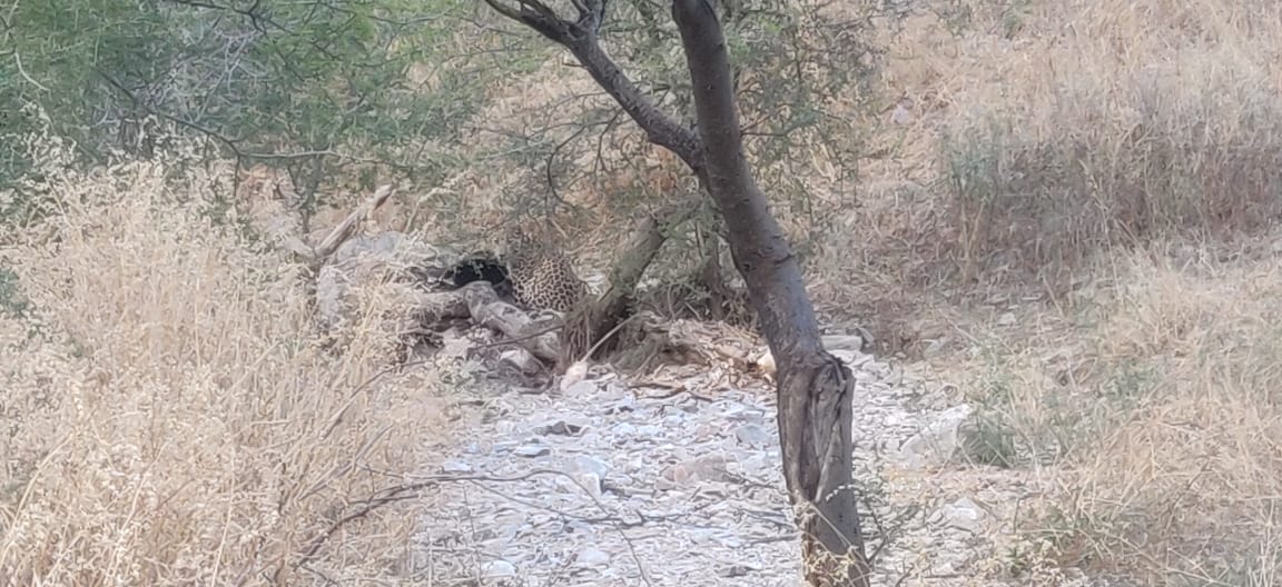 जयपुर वाइल्ड लाइफ झालाना लेपर्ड सफारी,  राजस्थान के प्रमुख वन रिजर्व,  Jhalana Leopard Safari Jaipur Rajasthan,  Rajasthan Wildlife,  Leopard Safari Jhalana Jaipur,  Jaipur Wildlife Jhalana Leopard Safari,  Major Forest Reserve of Rajasthan