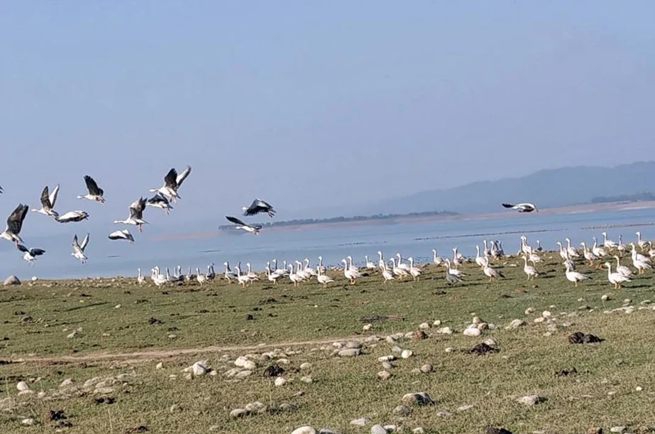 bird flu in himachal