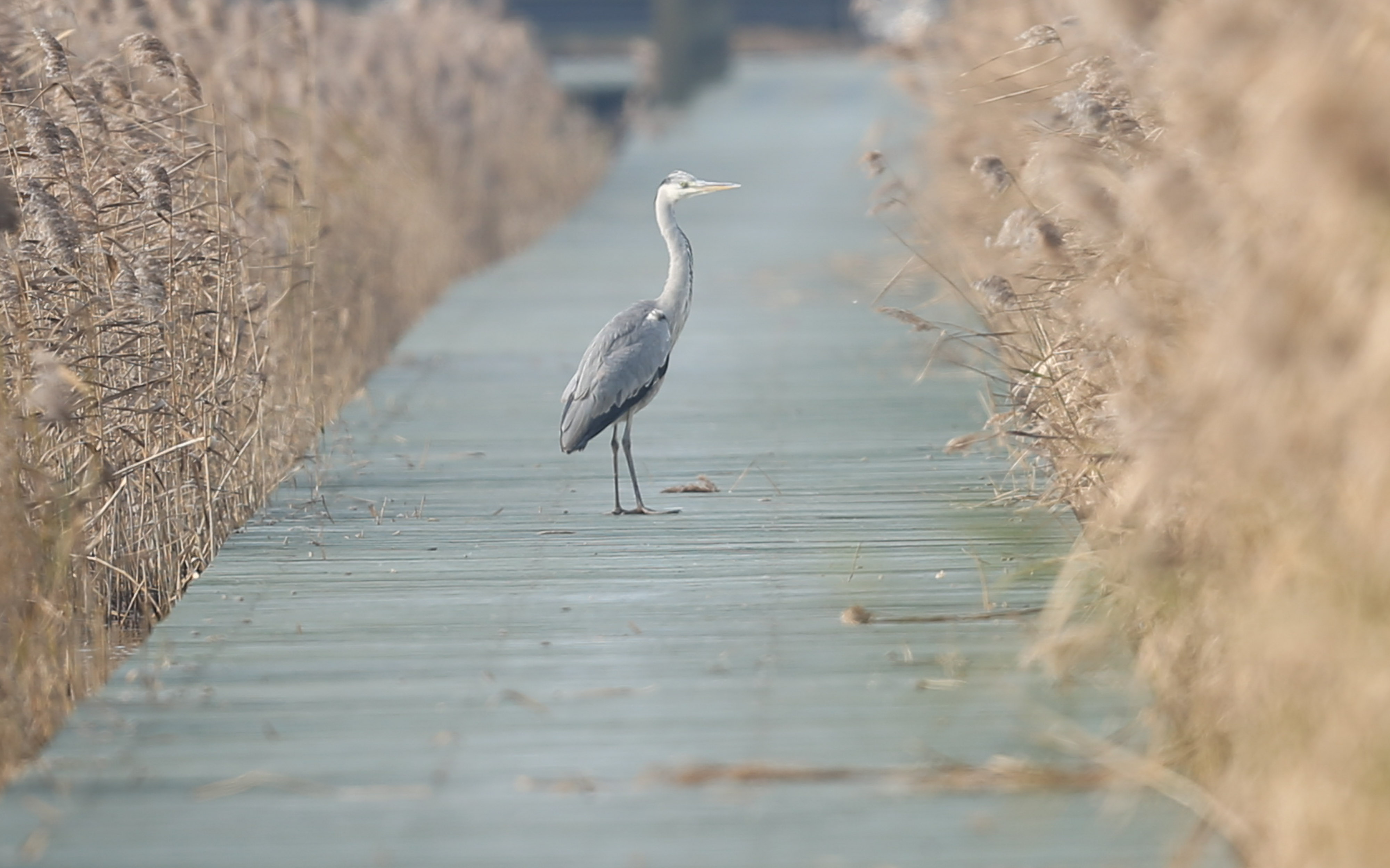 Migratory birds spotted at Chilika lake