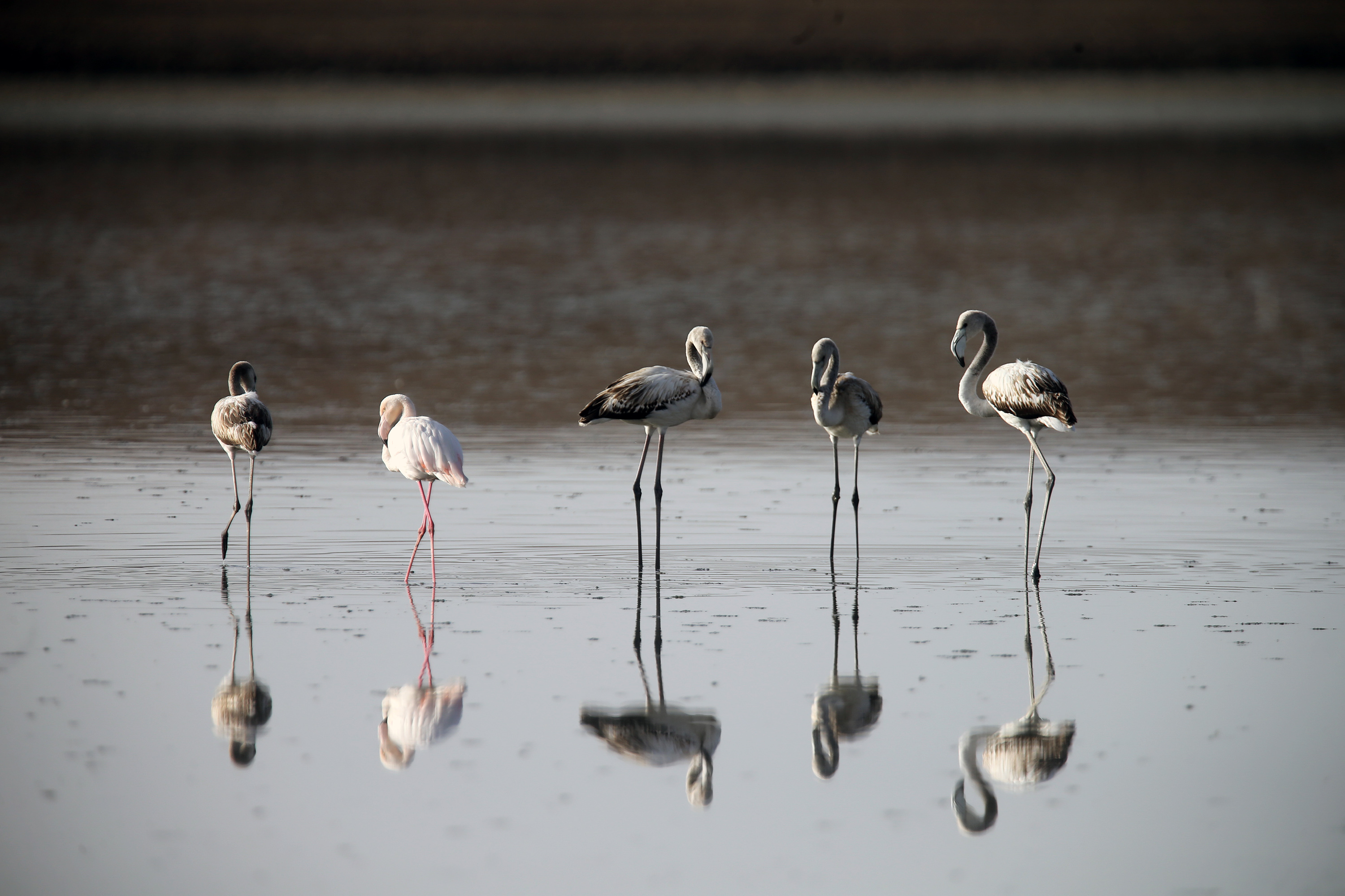 Migratory birds spotted at Chilika lake