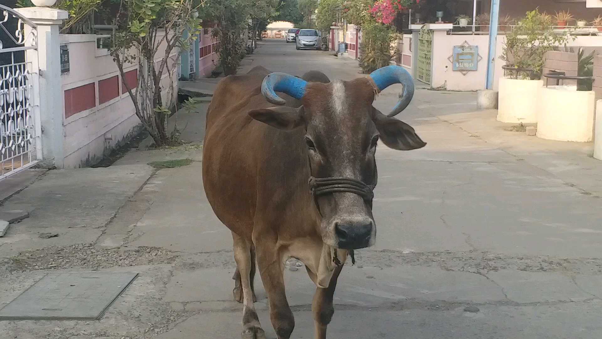 difficulty of gau seva Due to lack of budget in mp