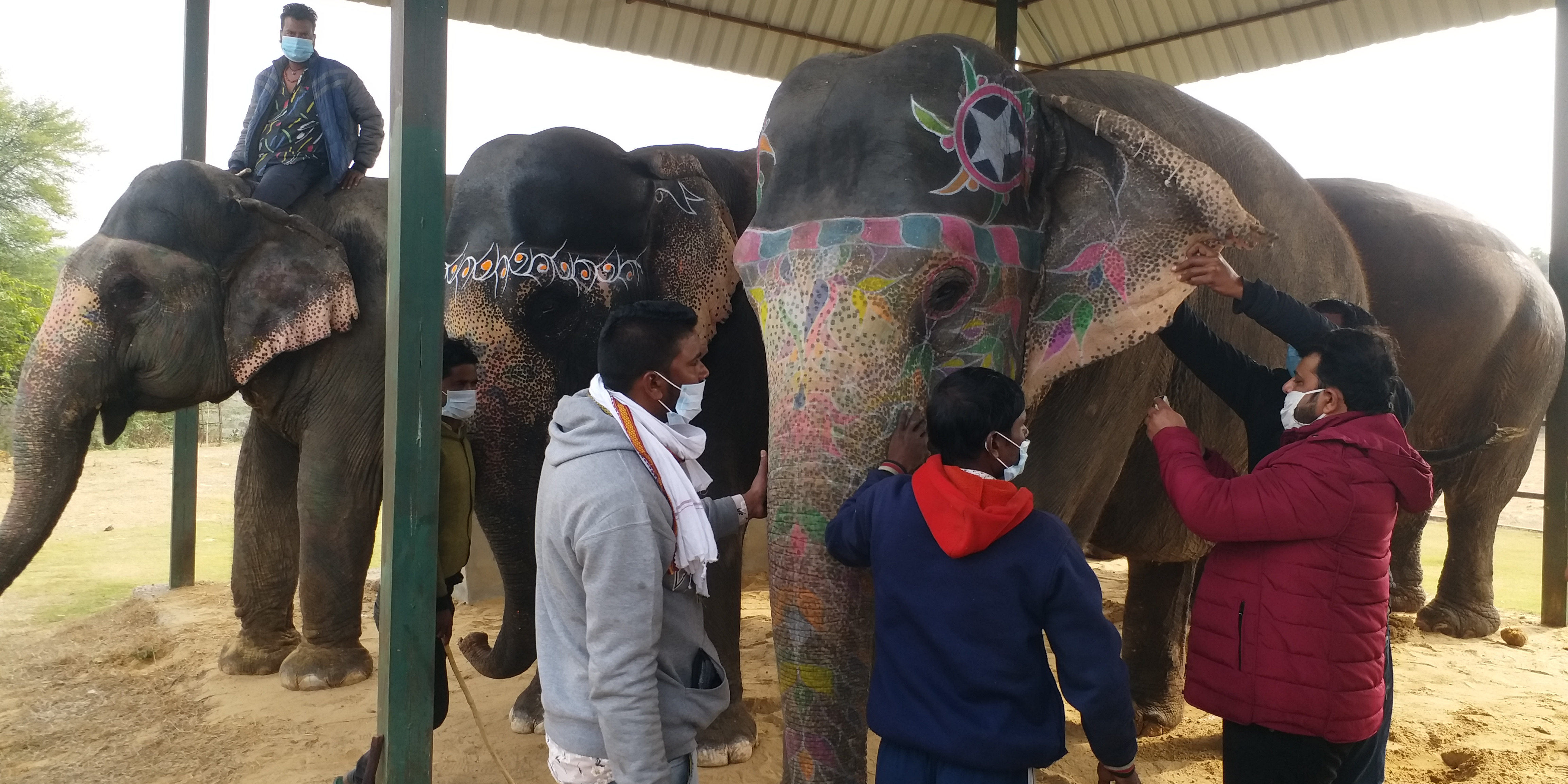 corona examination in elephants, जयपुर के हाथी गांव में कैंप