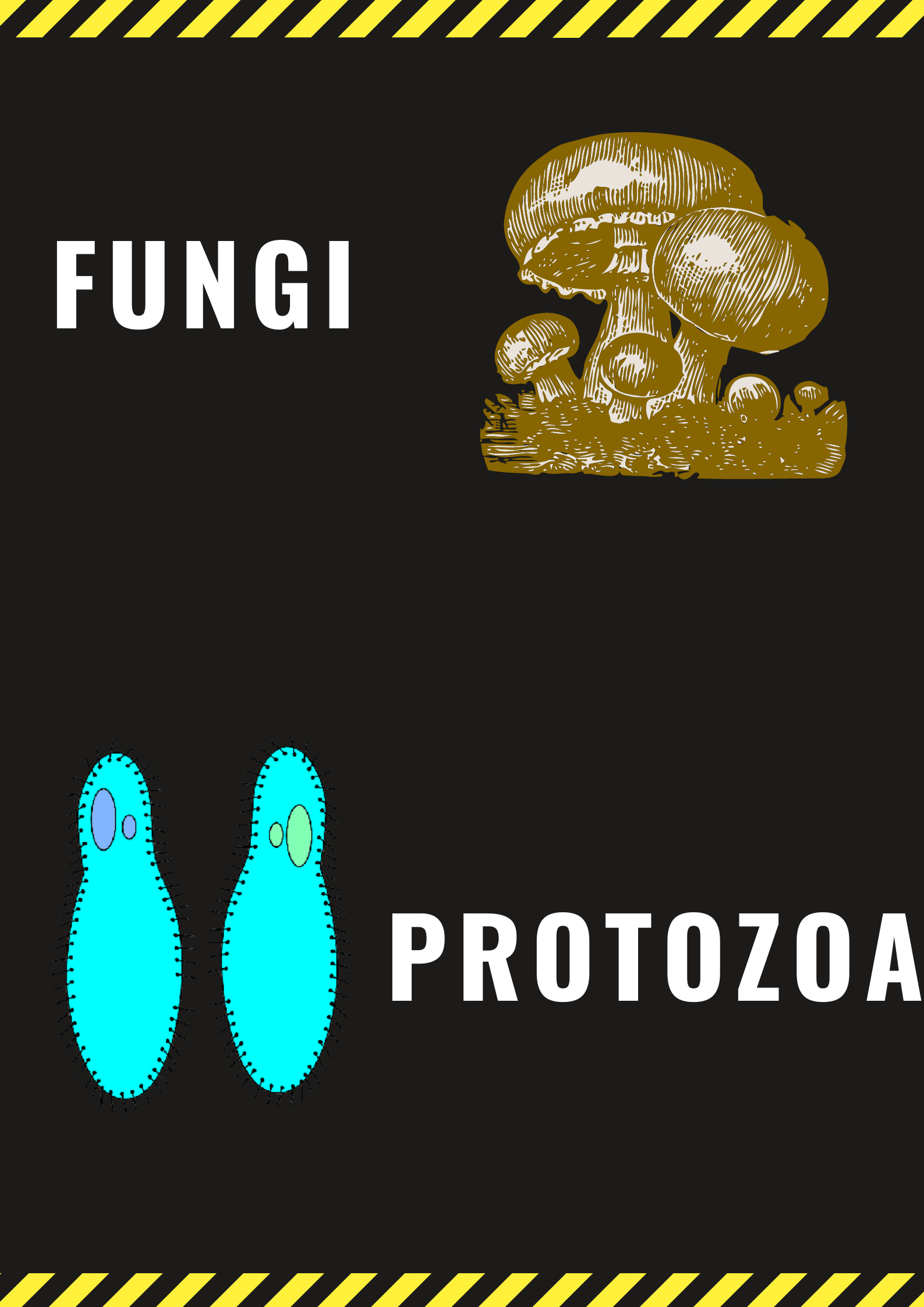 what do micro organisms do, microbiology