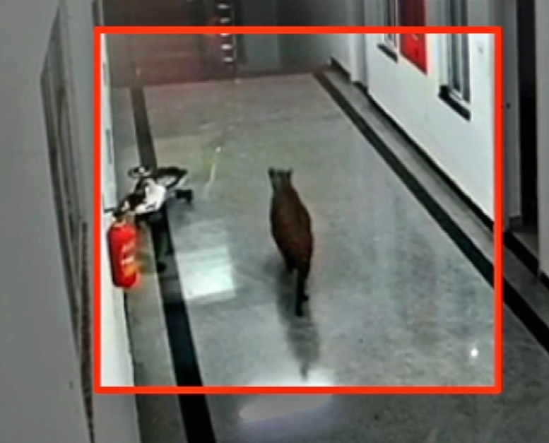 WATCH: Leopard strays into Karnataka hospital