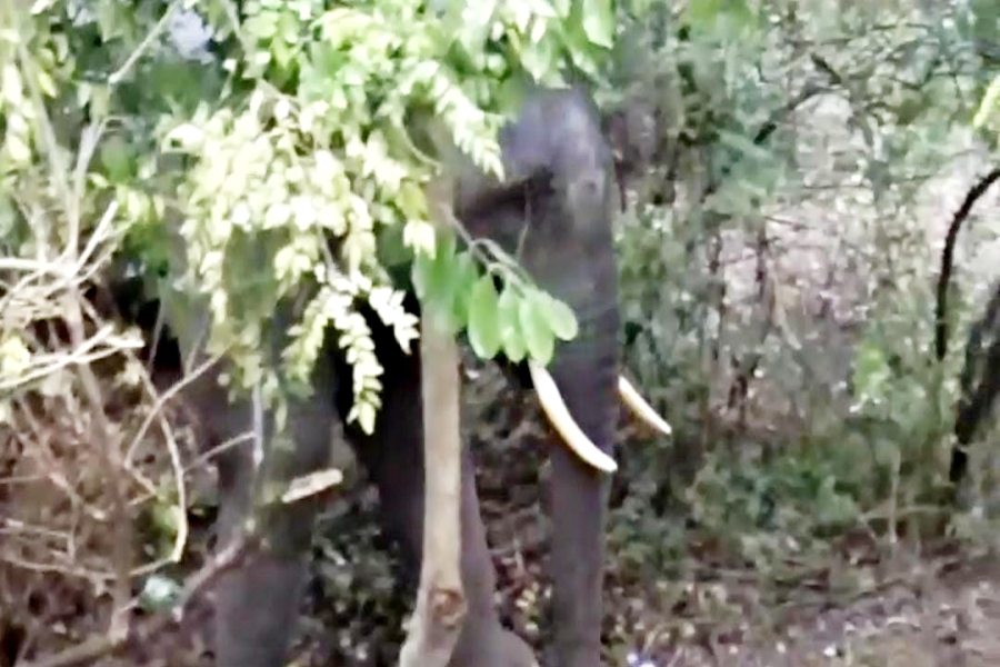 elephant on himachal uttarakhand border