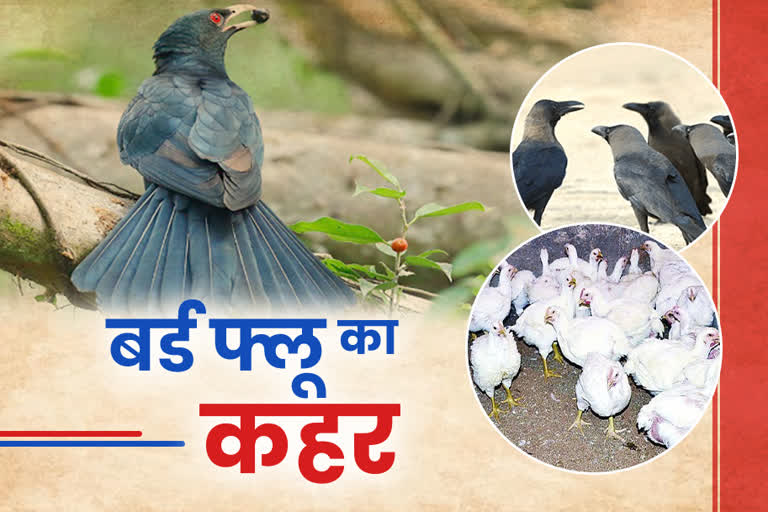 birds died due to bird flu in rajasthan