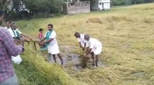 டெல்டாவில் மாவட்டத்தில் நெற்பயிர்கள் பாதிப்பு குறித்து அரசு மறு கணக்கெடுப்பு செய்ய வேண்டும்