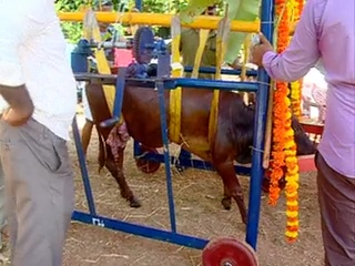 Udupi 'Hosa belaku' ashram have organize the seemantham for the cow