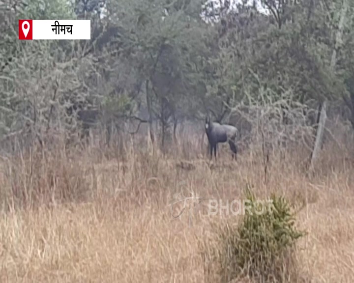 nylghau is cultivating farmers crop in Neemuch