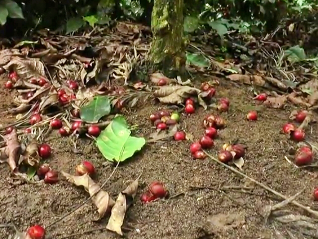 Coffee growers in trouble