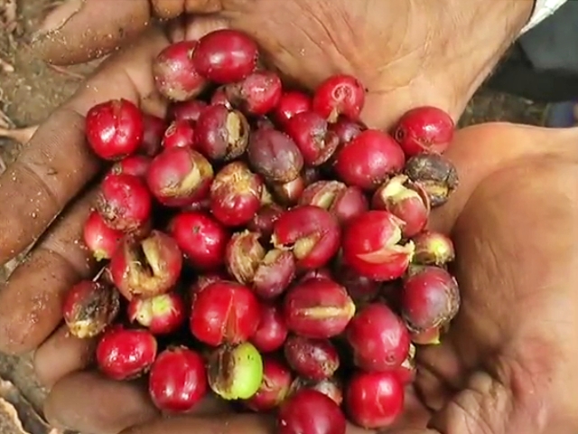 Coffee growers in trouble