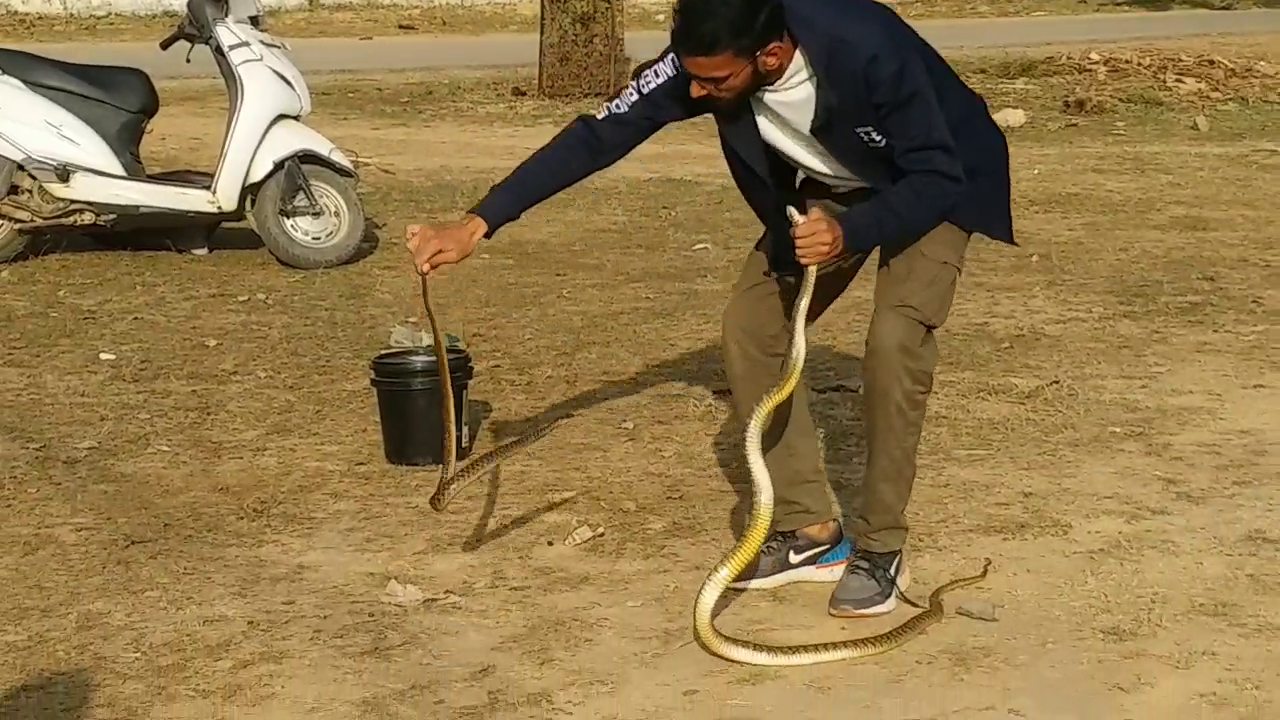 man saving the life of snakes and humans