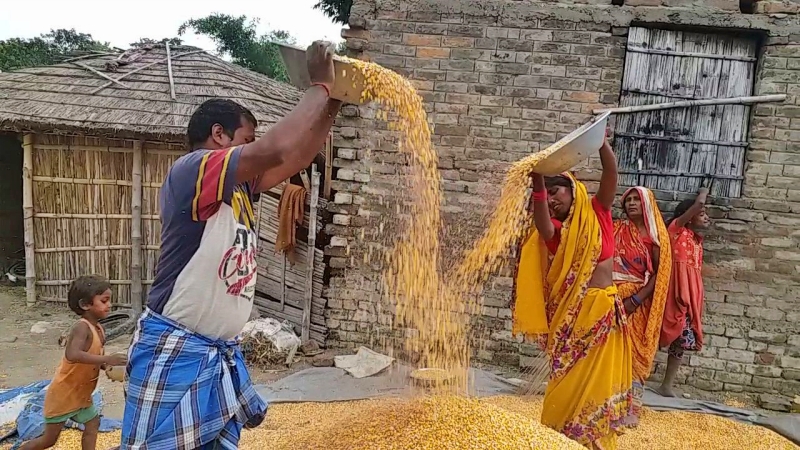 भारत विश्व का छठा मक्का उत्पादक देश