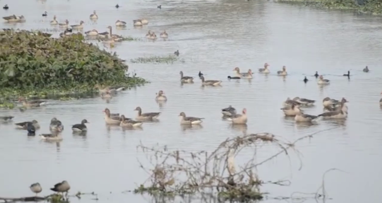 Bird flu can spread from bhindawas lake in haryana