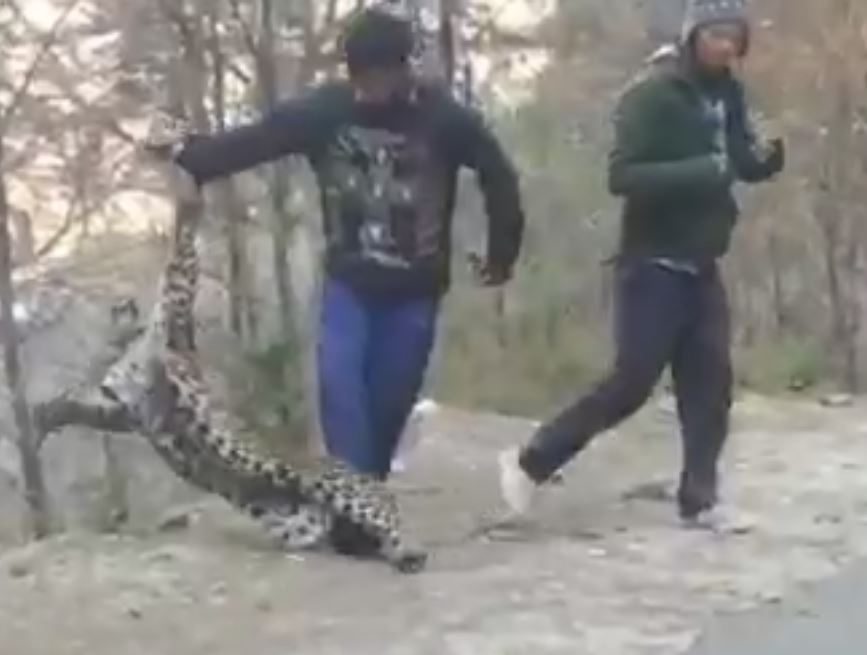 leopard viral video kullu