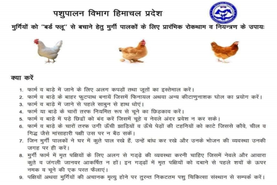 himachal bird flu news update हिमचल बर्ड फ्लू अपडेट